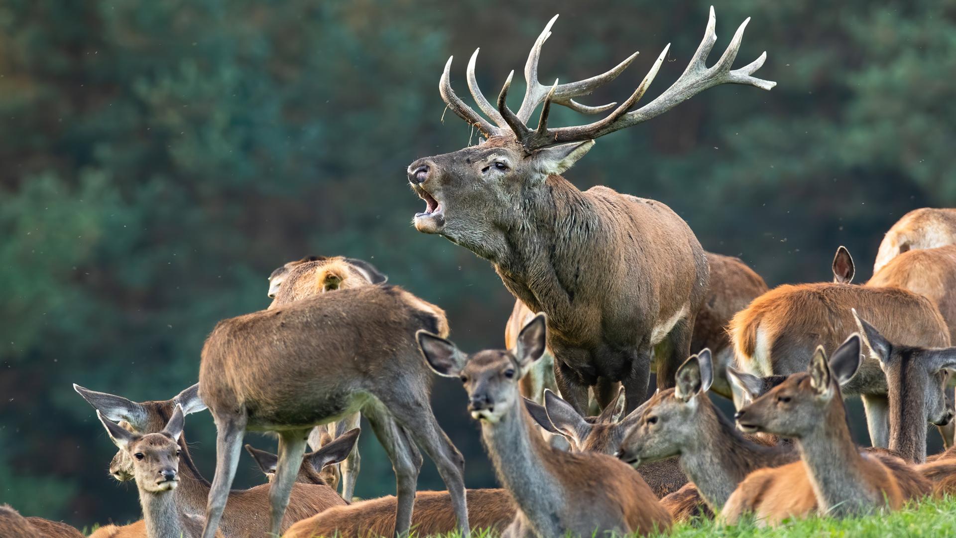 Grenze zu Dänemark: Jäger schlagen wegen Rotwild Alarm