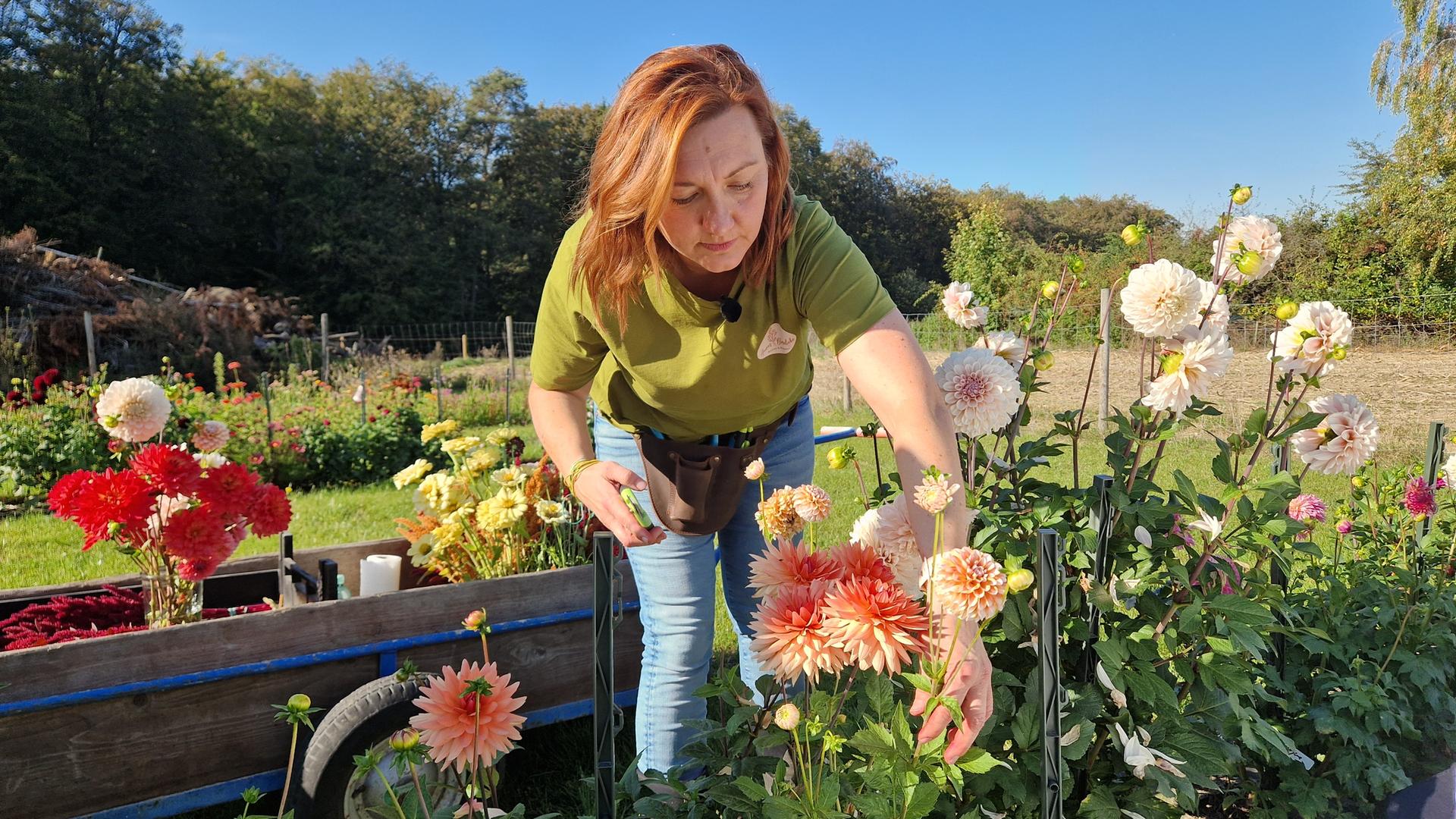 Anna Kammeyer erntet Blumen auf ihrem Feld | NDR