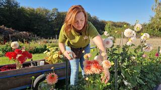 Anna Kammeyer erntet Blumen auf ihrem Feld