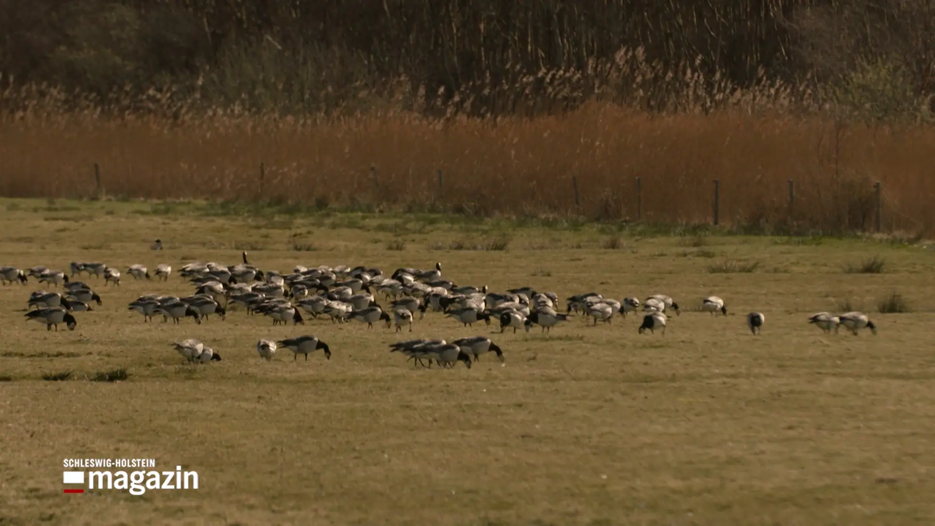 Amrum: Nonnengänse sorgen für Schaden in Landwirtschaft