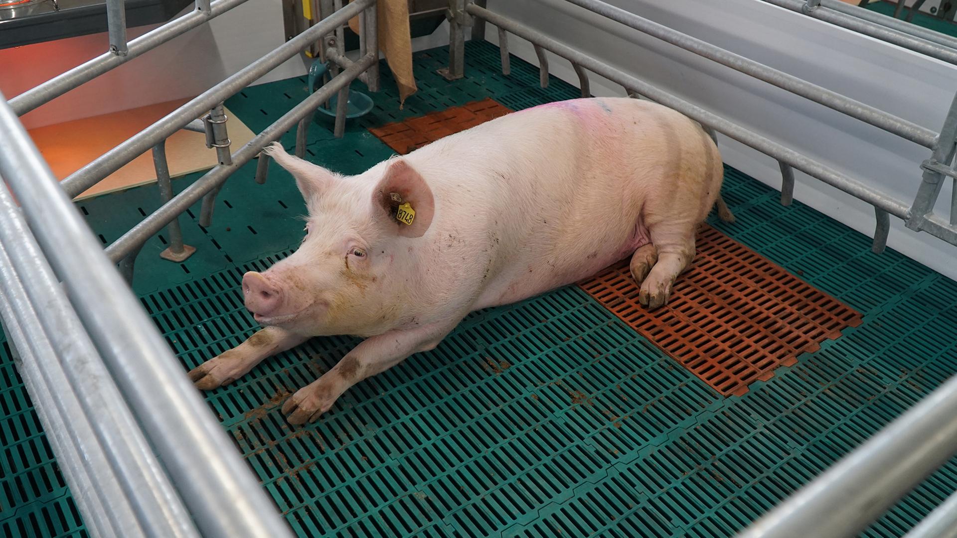 Mehr Platz für die Sau – Schweinehalter unter Umbau-Druck