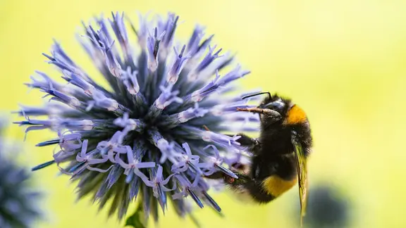 Eine Hummel sitzt im Bieneninstitut Celle auf einer Blume. | dpa-Bildfunk, Christophe Gateau Eine Hummel sitzt im Bieneninstitut Celle auf einer Blume.