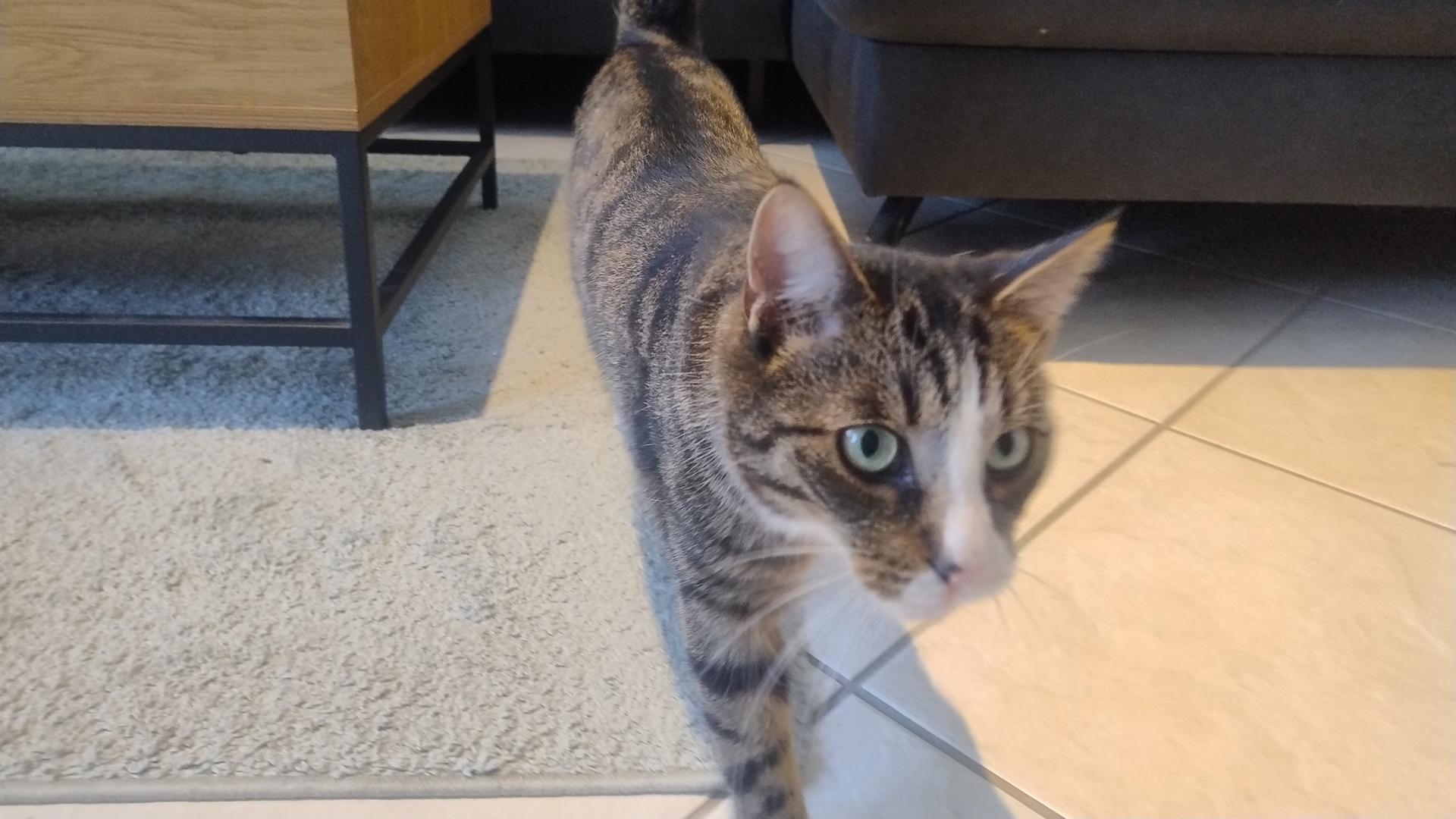Kater 