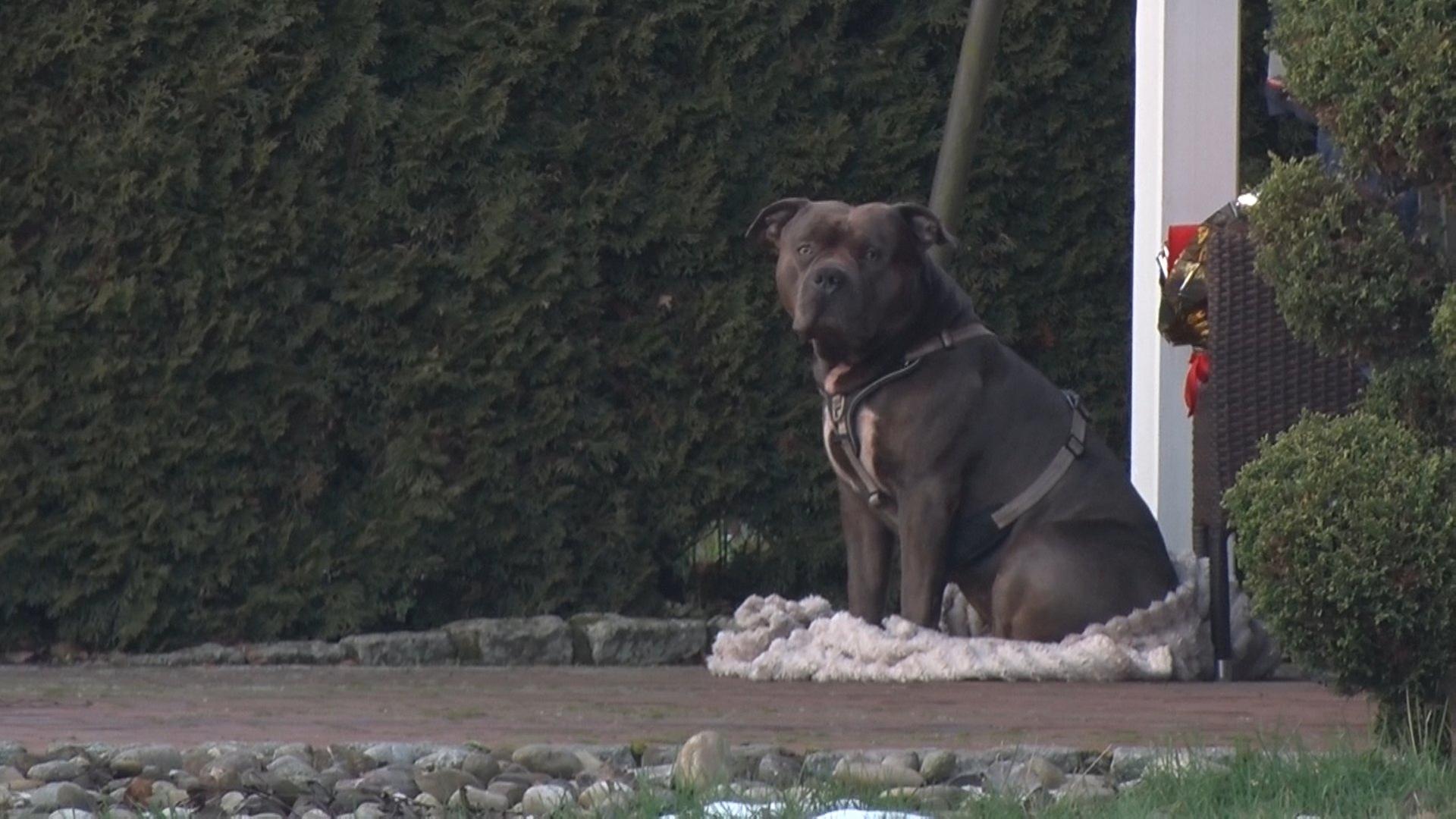 Ein Hund der Rasse American Bully XL sitzt auf einer Decke. | picture alliance/dpa/Nord-West-Media | Ulf Zurlutter