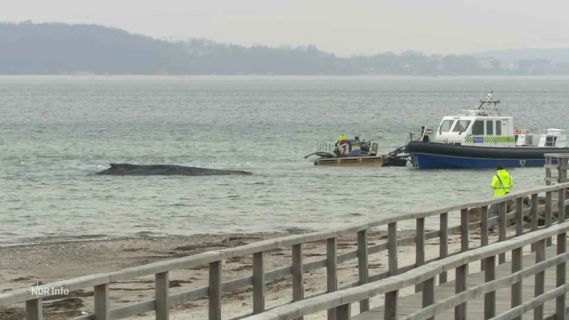 Noch keine Rettung: Wie geht es dem Buckelwal vor Niendorf?