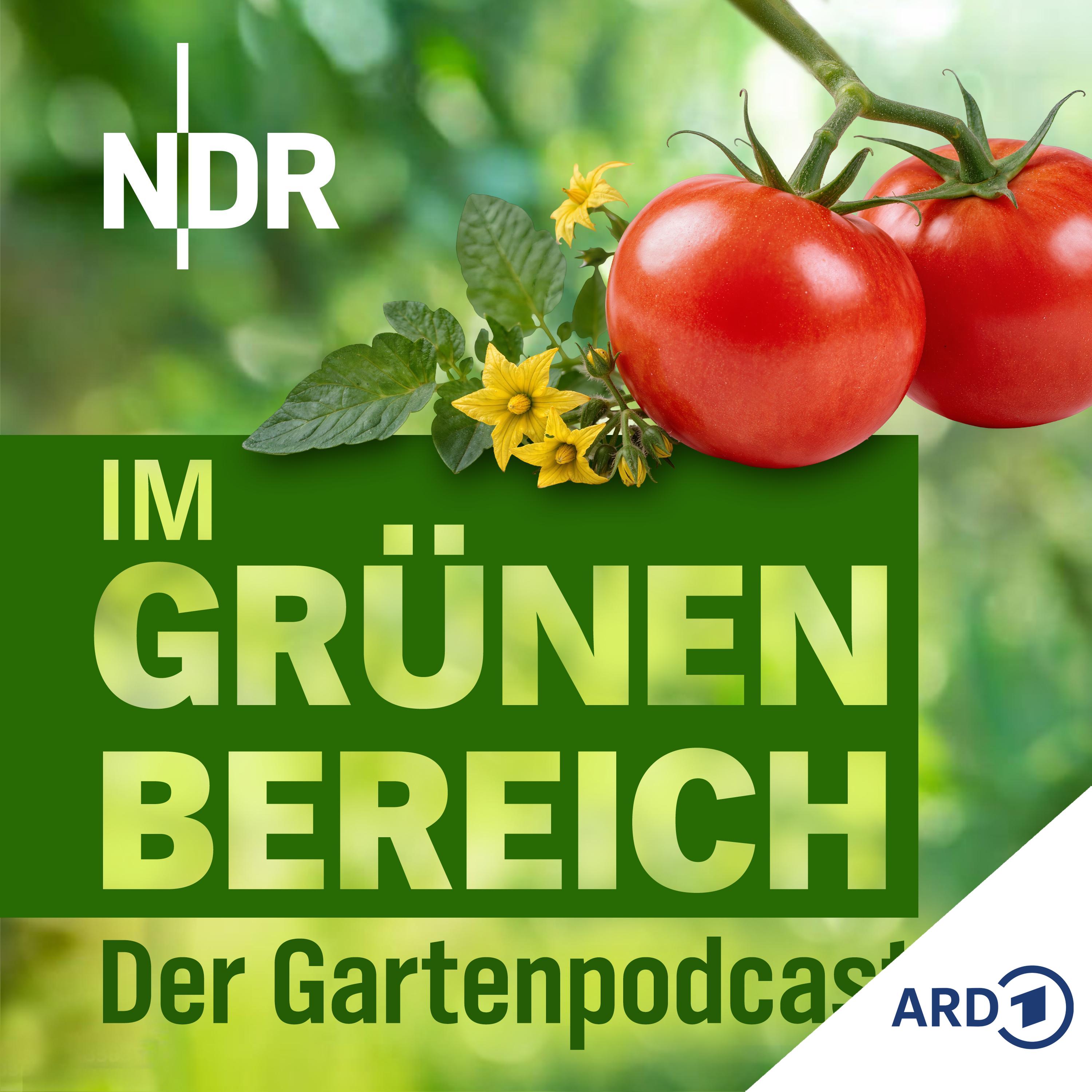 Play Tomaten pflegen: Geheimtipps für reiche Ernten