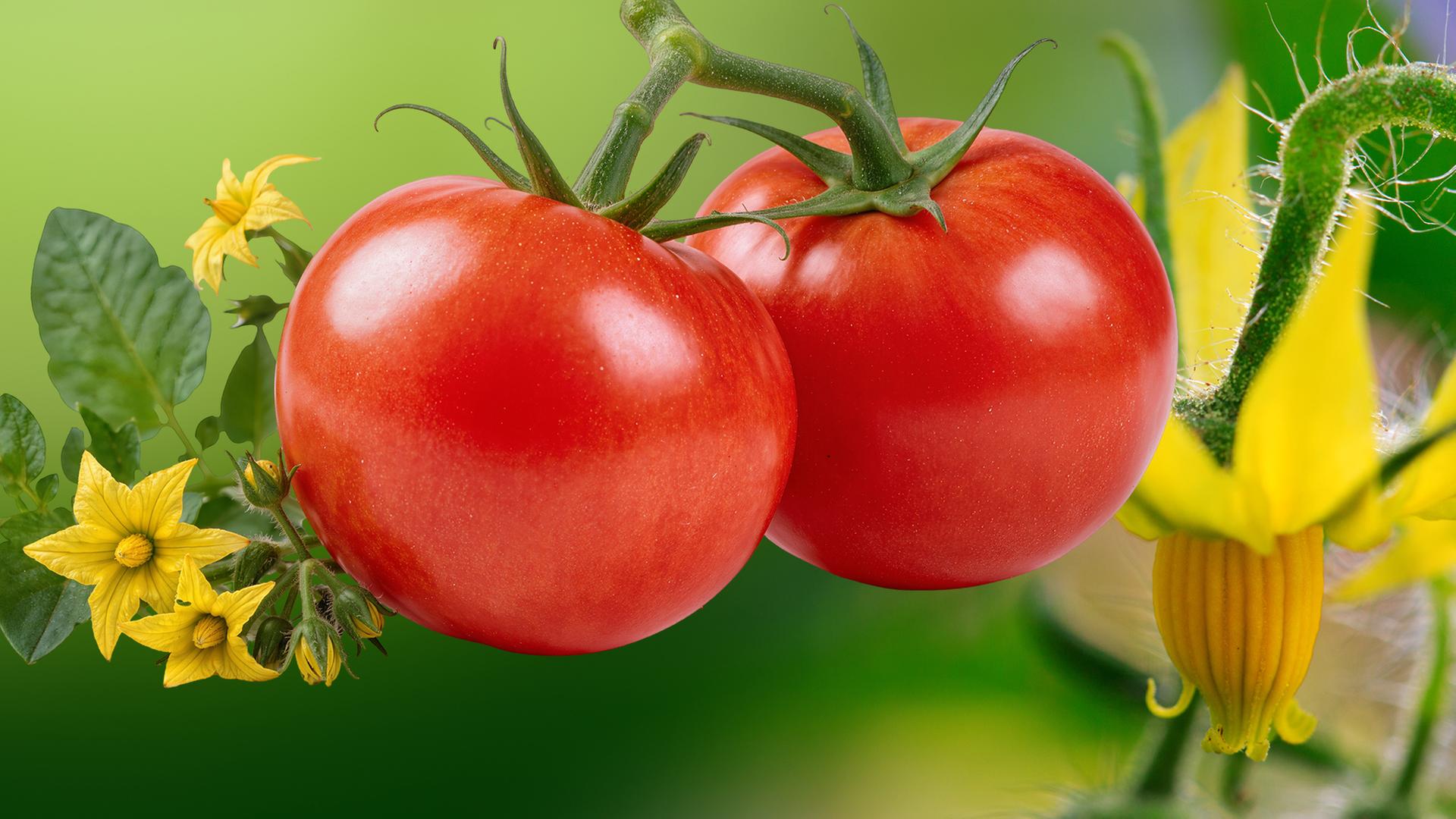 Reife rote Tomaten mit grünen Stängeln und gelben Blüten | AdobeStock/Swetlana Wall/Sindre