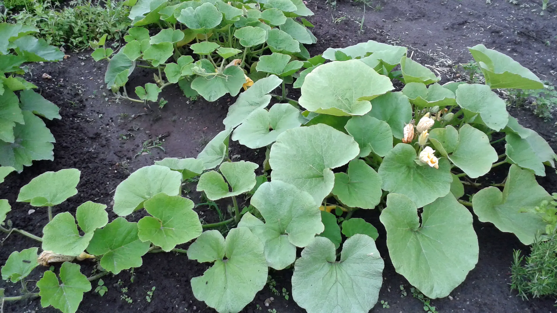 npk dünger mit schwefel Dennerle Plant Care NPK main image 1