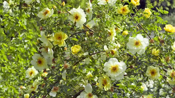 wann lorbeerhecke düngen Purgrün Kirschlorbeer-Dünger 1 kg