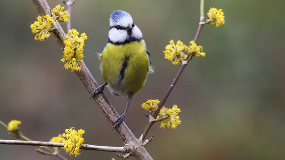 Eine Hecke fr Vgel und Insekten pflanzen | ndr.de
