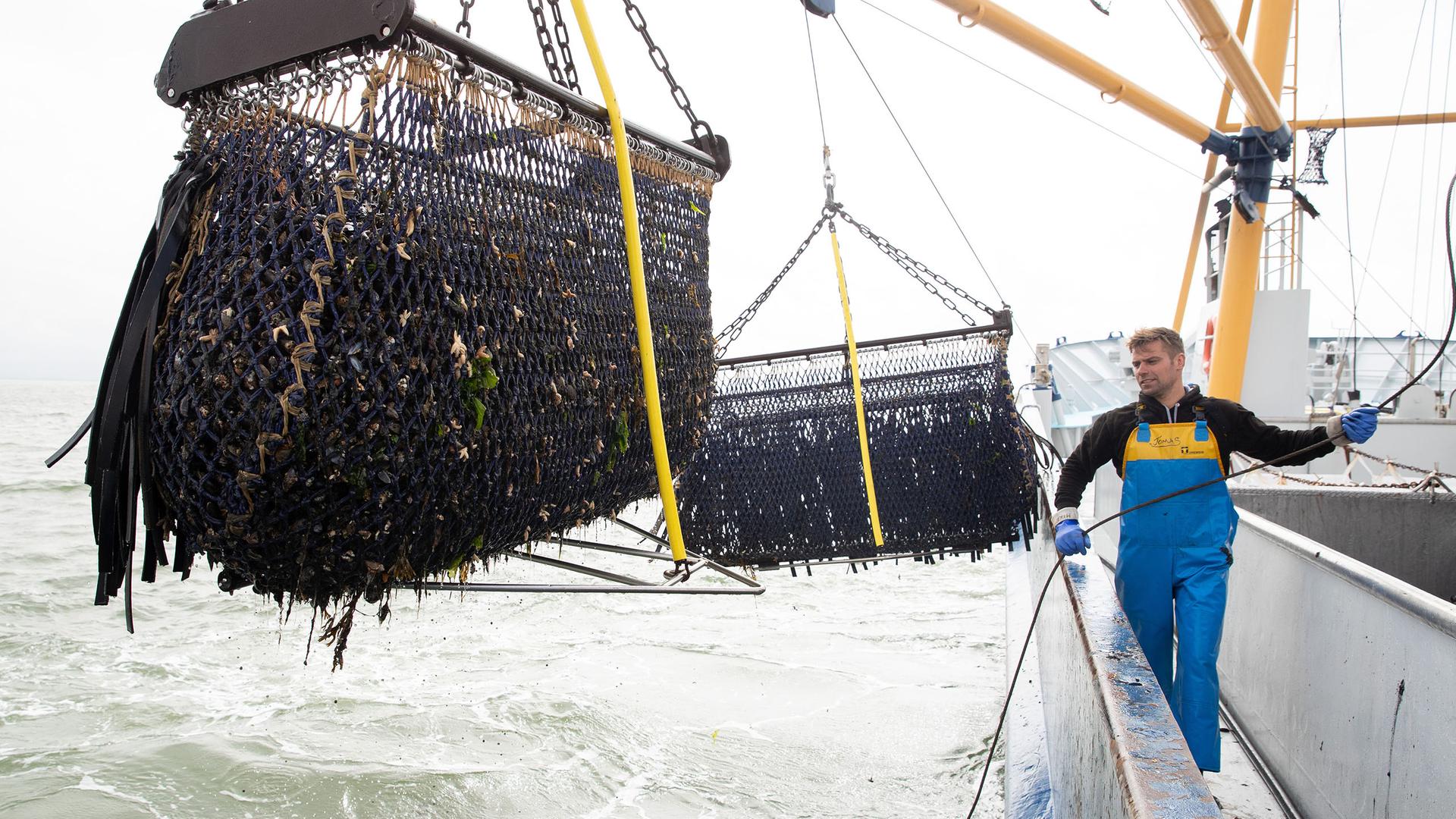 Miesmuschelsaison in SH: Gute Ernte erwartet – Rätsel vor Sylt