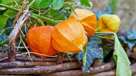 Herbstdeko mit Lampionblume und Efeu