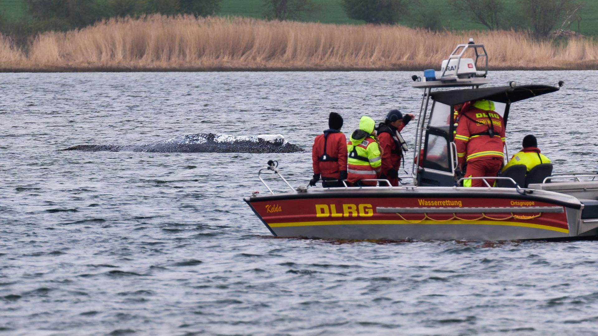 Helfer des DLRG-Rettungsteams beobachten den festliegenden Buckelwal vor der Insel Poel. | Marcus Golejewski, dpa