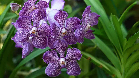 Vanda-Orchidee eignen sich gut fürs Bad. | Fotolia.com, Auttapon Moonsawad Eine blühende Vanda-Orchidee.