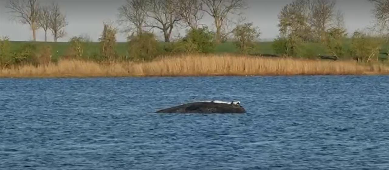 Buckelwal vor Poel hat jetzt einen Peilsender