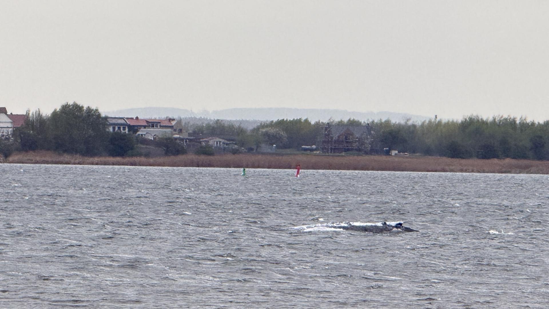 Rettungsversuch fÃ¼r Ostsee-Wal | NDR