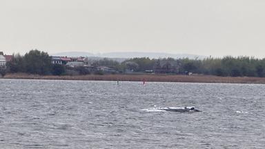 Buckelwal liegt am Ausgang der Bucht vor Poel