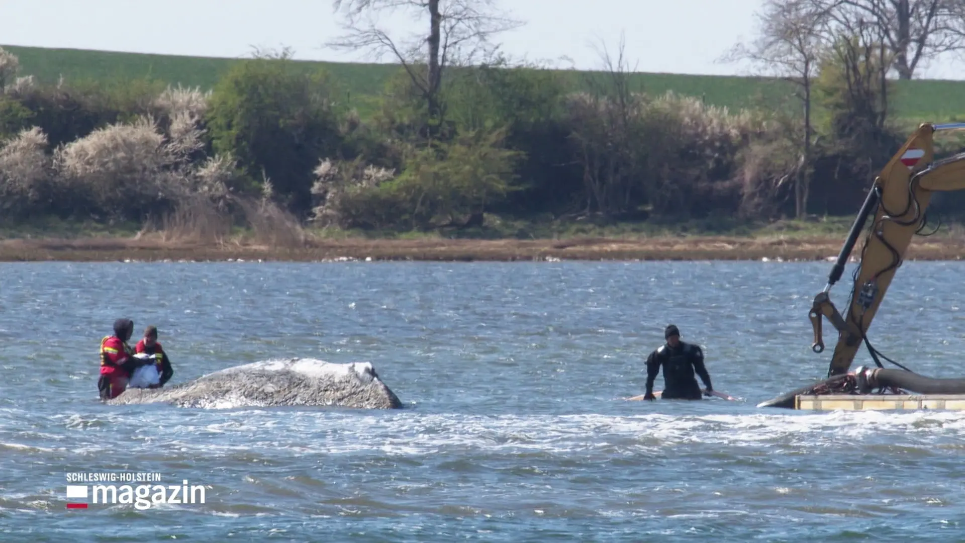 Ostsee: Der Buckelwal kommt nicht von der Stelle