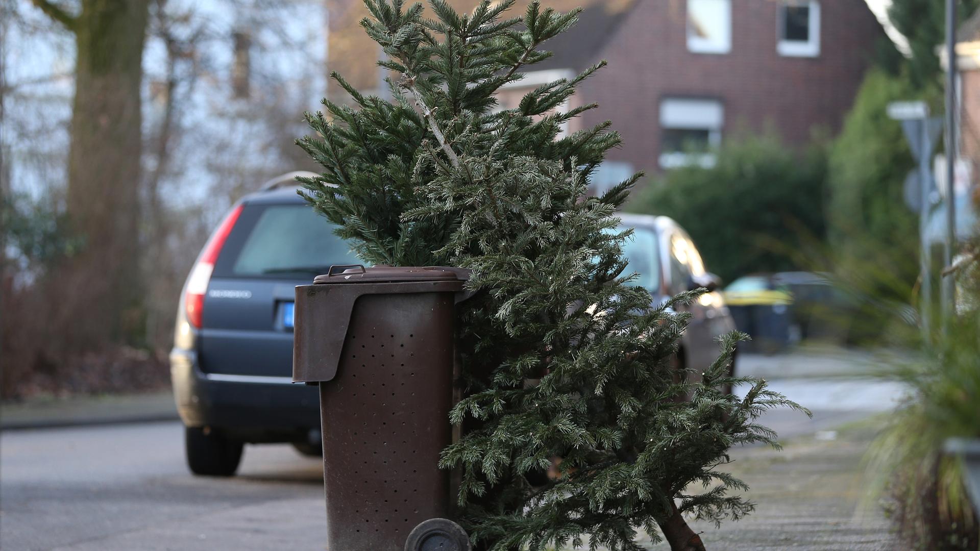 Tschüss, Tannenbaum: Wohin mit ausgedienten Bäumen in SH?