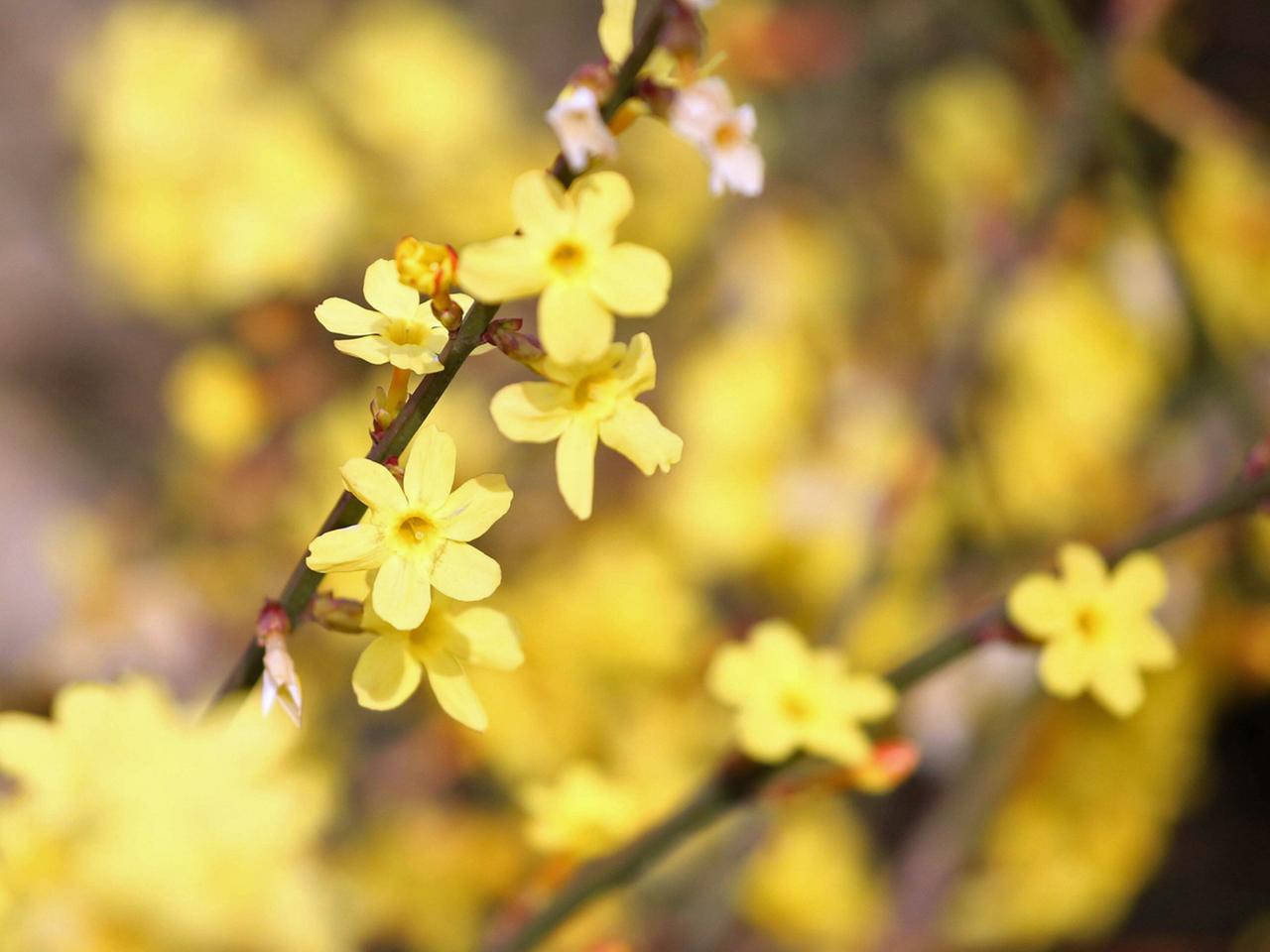 Winterjasmin richtig pflanzen, schneiden und pflegen | ndr.de