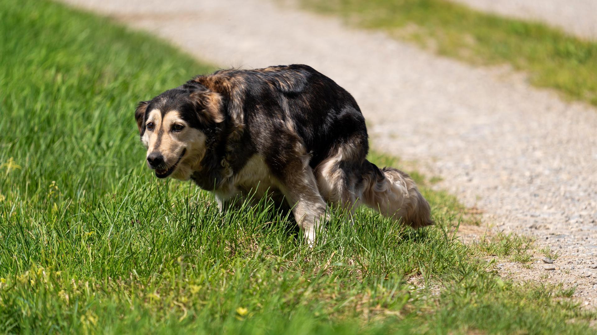 Ein Hund verrichtet auf einer Wiese sein Geschäft. | picture alliance/CHROMORANGE, Michael Bihlmayer