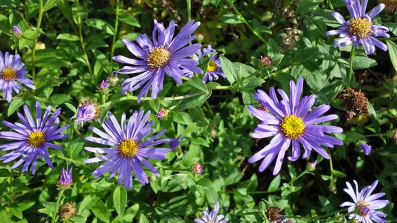 Blühende Kalkastern | NDR, Kathrin Weber Blühende Kalkastern