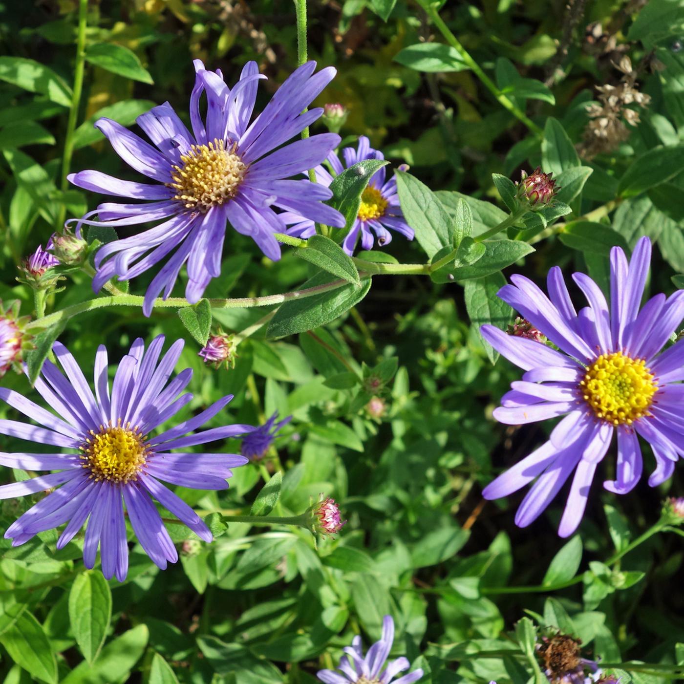 Wildblumen und -stauden im Garten und im Topf pflanzen | ndr.de