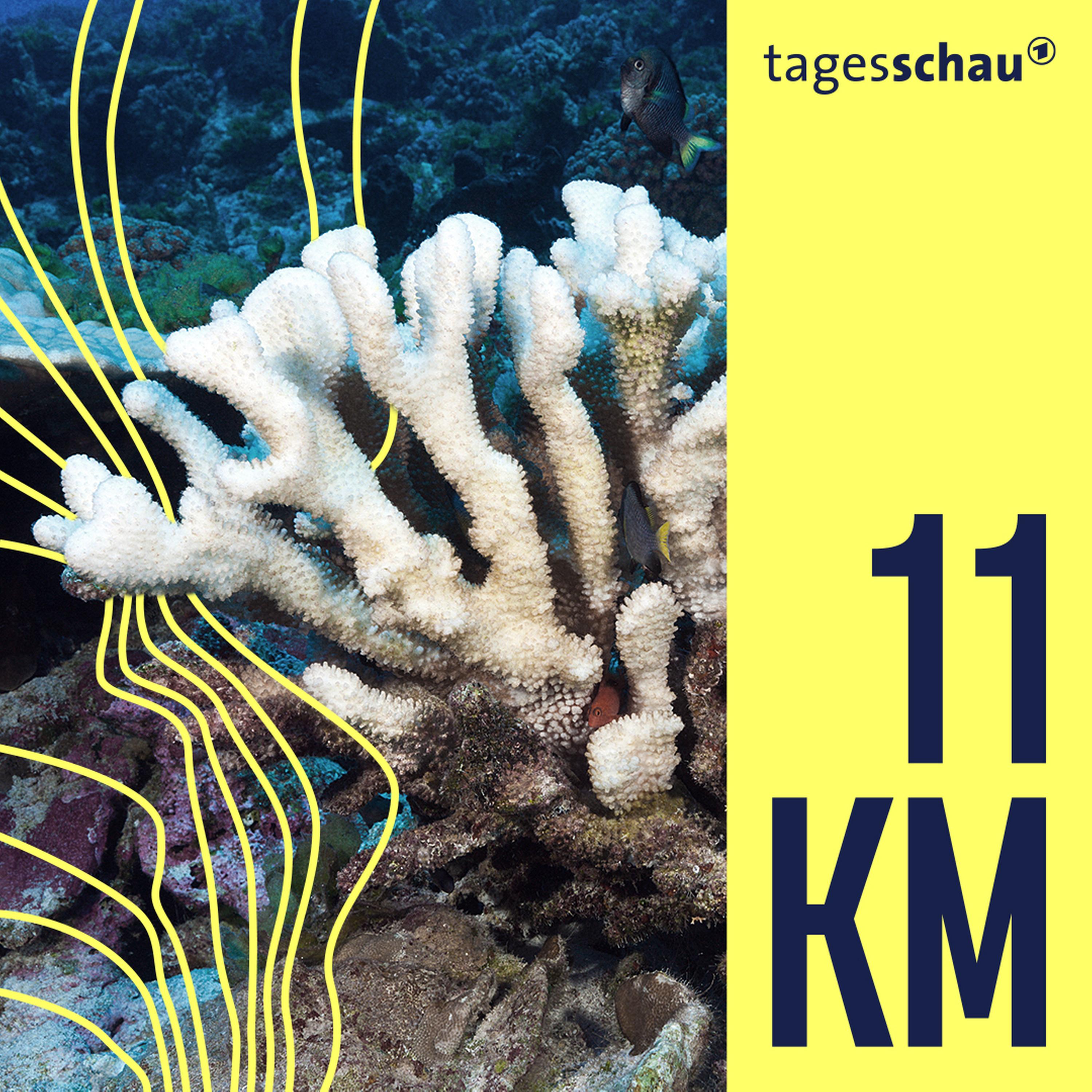 Die große Bleiche: Sind die Korallen noch zu retten?