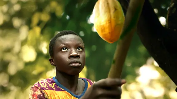Bild eines Jungen auf einer Kakao-Plantage. Er hält mit beiden Händen einen dicken, langen Stab nach oben, um Kakao-Früchte zu ernten. | NDR | Michael Höft/HTTV Bild eines Jungen auf einer Kakao-Plantage. Er hält mit beiden Händen einen dicken, langen Stab nach oben, um Kakao-Früchte zu ernten.