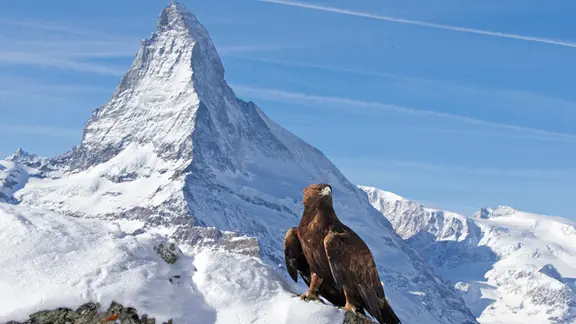 Ein Steinadler sitzt vor einem der imposantesten Berge der Alpen: dem Matterhorn