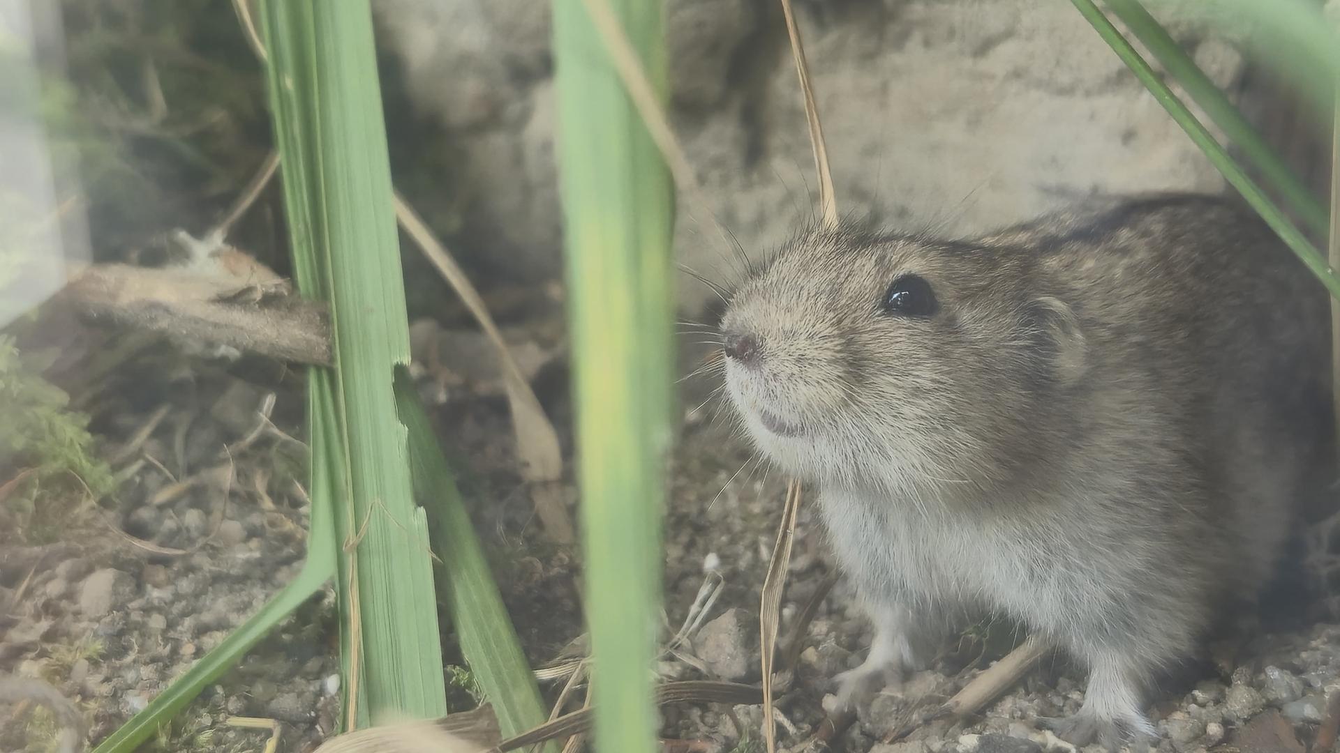 Neue Zoobewohner in Rostock: Graue Steppenlemminge eingezogen