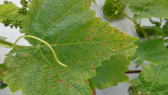 Ein Weinblatt mit gelben und braunen Flecken.