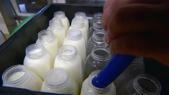 Milch wird in mehrere Flaschen gefüllt.