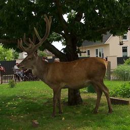 Hirsch Rudi steht unter einem Kirschbaum in einem Garten. 