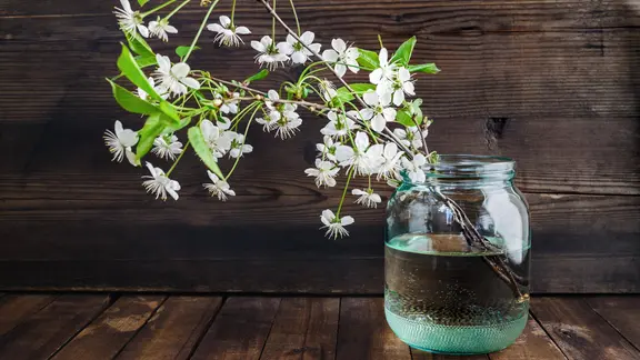 Ein blühender Kirschenzweig in einer Vase