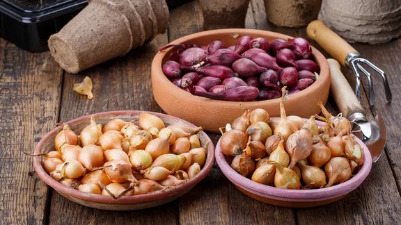 Verschiedene Steckzwiebeln liegen in Tonschalen.