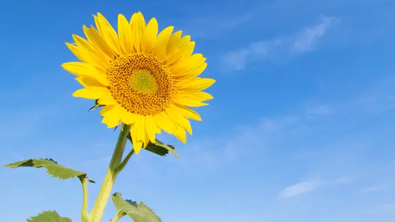 Sonnenblumen sen, pflegen und Kerne im Herbst ernten | ndr.de