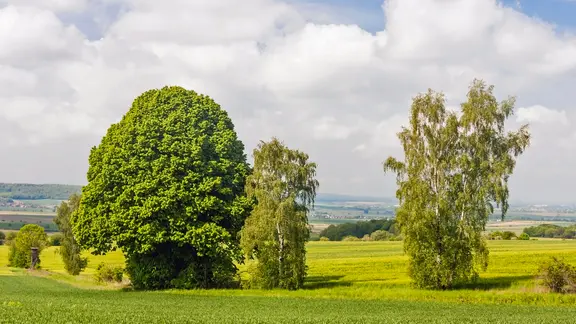 Neben Buchenwäldern prägen auch Wiesen und sanfte Hügel die Landschaft des Naturparks. | imago images / Shotshop Frühlingslandschaft im Elm bei Königslutter