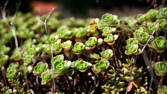 Sedum - Gengsame Pflanzen fr trockene Standorte | ndr.de