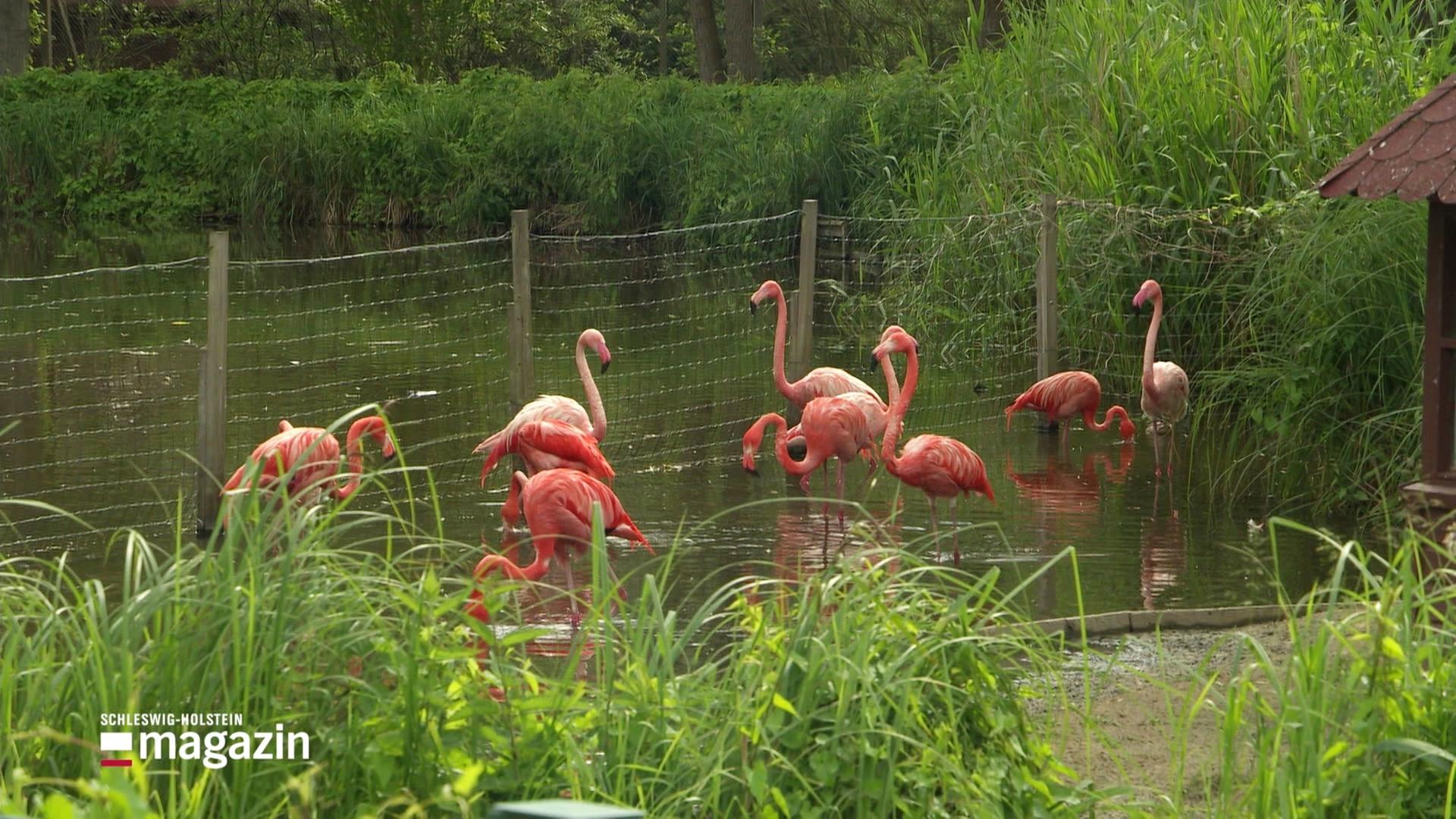 Razzia im Vogelpark Niendorf