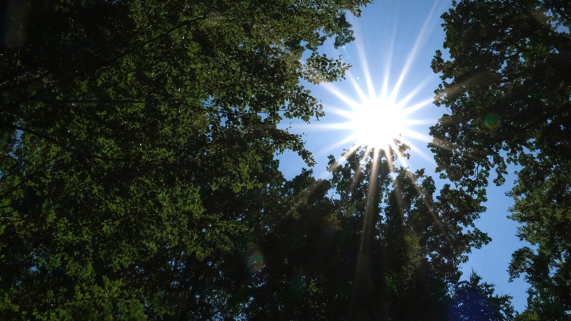 Extreme Hitze mit Temperaturen über 30 Grad: Der Liveticker zu Hitzewelle, Hitzefrei, DWD-Warnungen und Wetter. | picture alliance/dpa | Bernd Weißbrod