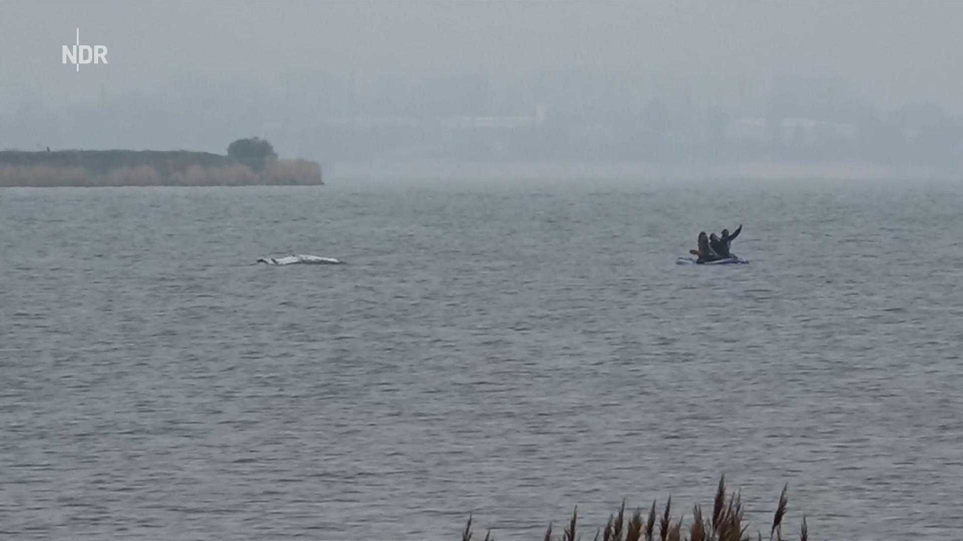 Rettungsversuch für Ostsee-Wal | NDR
