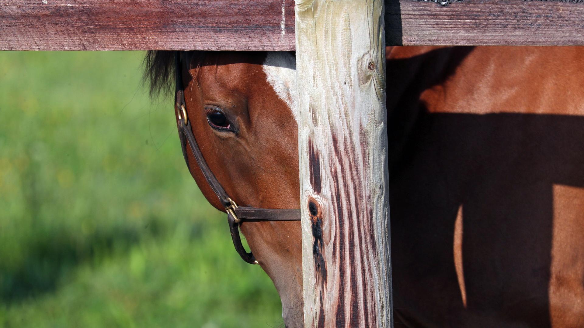 Pferd in Springe gequält? Kamera soll Tat gefilmt haben