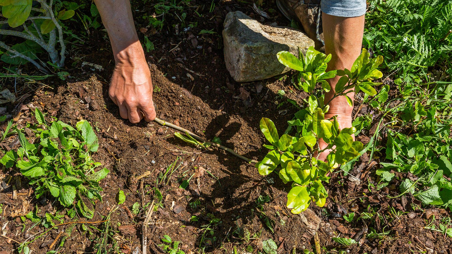 Ein Ast einer Magnolie wird in die Erde abgesenkt und mit Erde bedeckt. | NDR, Udo Tanske