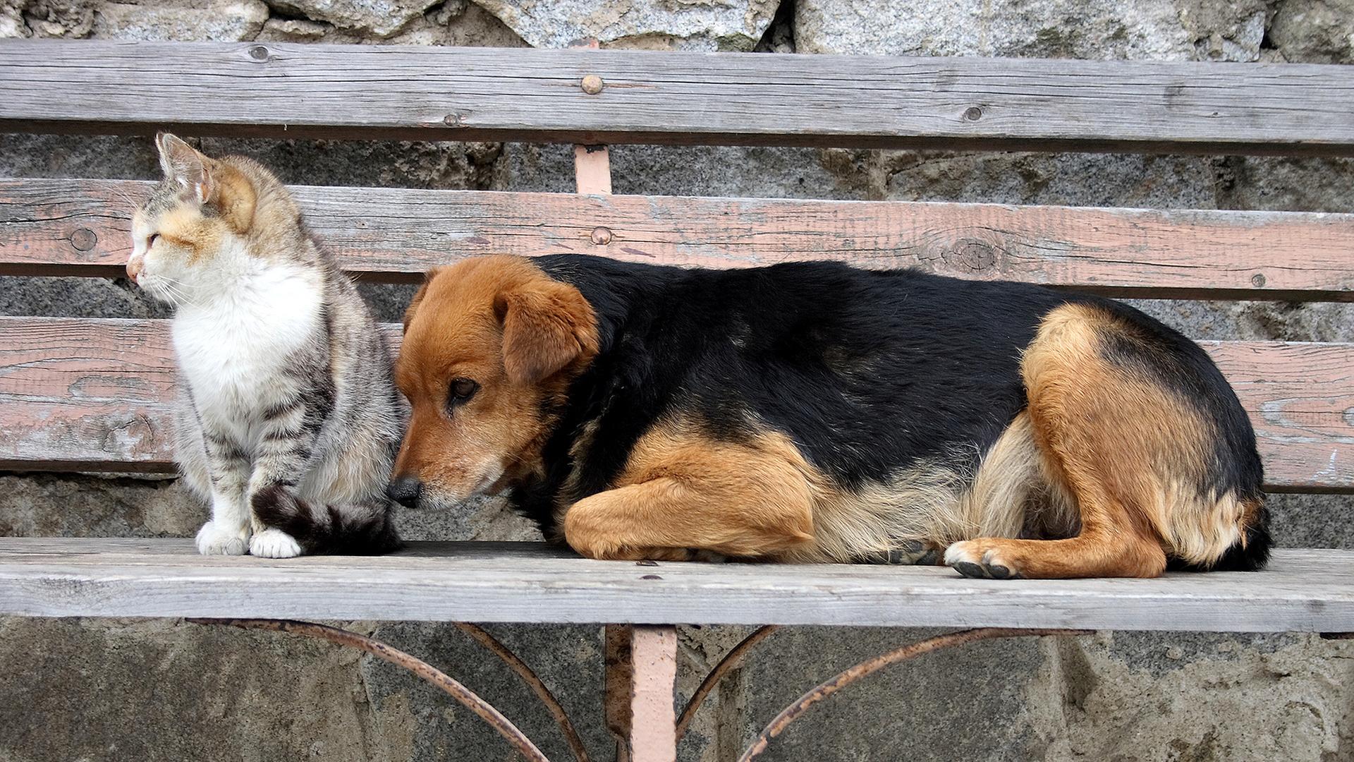 Katze und Hund auf einer Bank | Colourbox, -