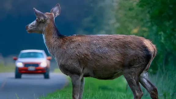 Eine Hirschkuh steht am Straßenrand, während sich von weitem ein Auto nähert. (Themenbild)