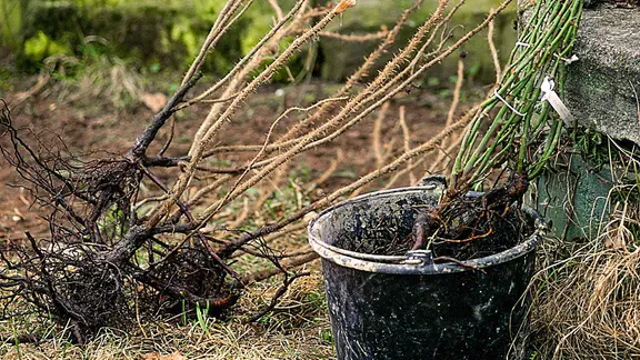 Wurzelnackte Rosen | imago, Redeleit Wurzelnackte Rosen