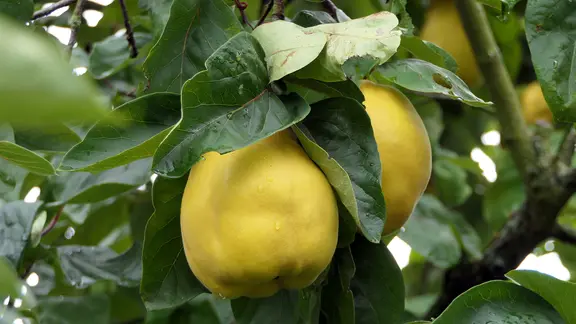 Quittenbaum mit reifen Quitten