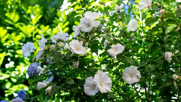 Hibiskus schneiden, pflegen und berwintern | ndr.de