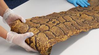 Die Haut eines Netzpythons.